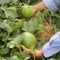 Hopi Titus X Green Nutmeg Cantaloupe